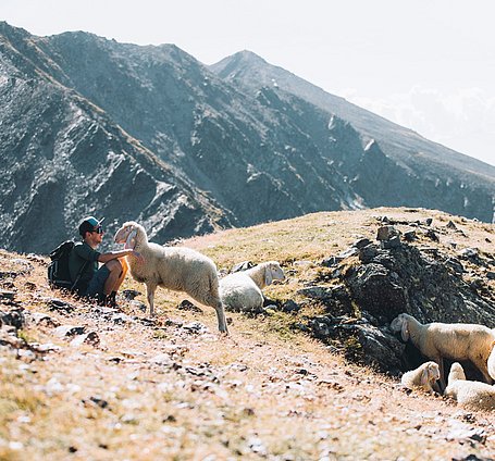 Wanderer am Brunnenkogel mit Schafe